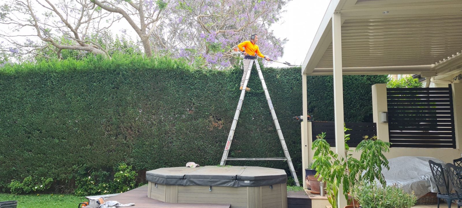 Hedge trimming and shaping